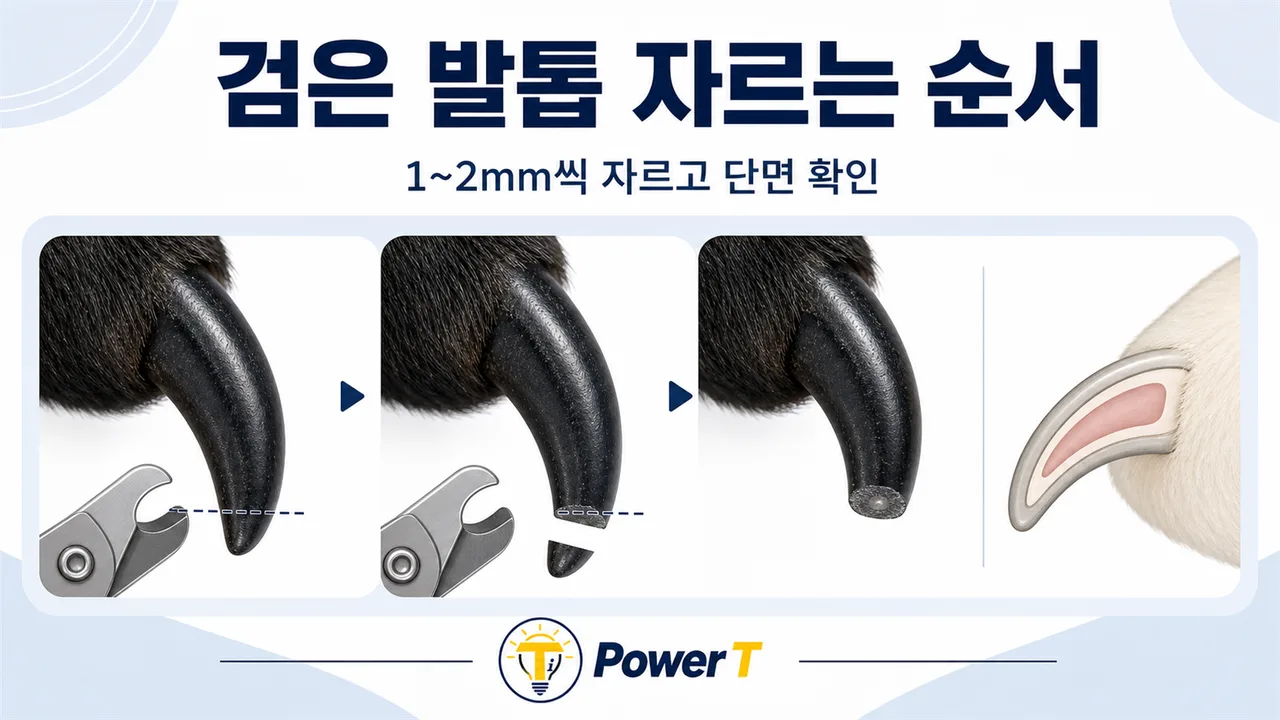 강아지 발톱 혈관 위치와 절단 단면