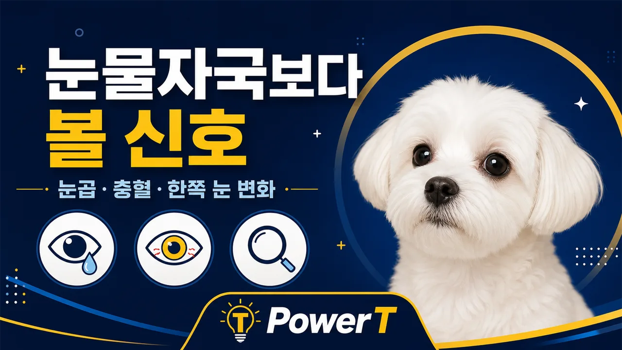 눈물자국보다 먼저 볼 강아지 눈 신호