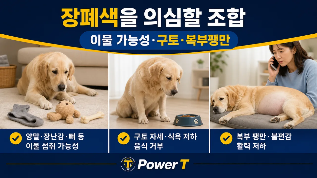 강아지 변비와 장폐색 의심 신호