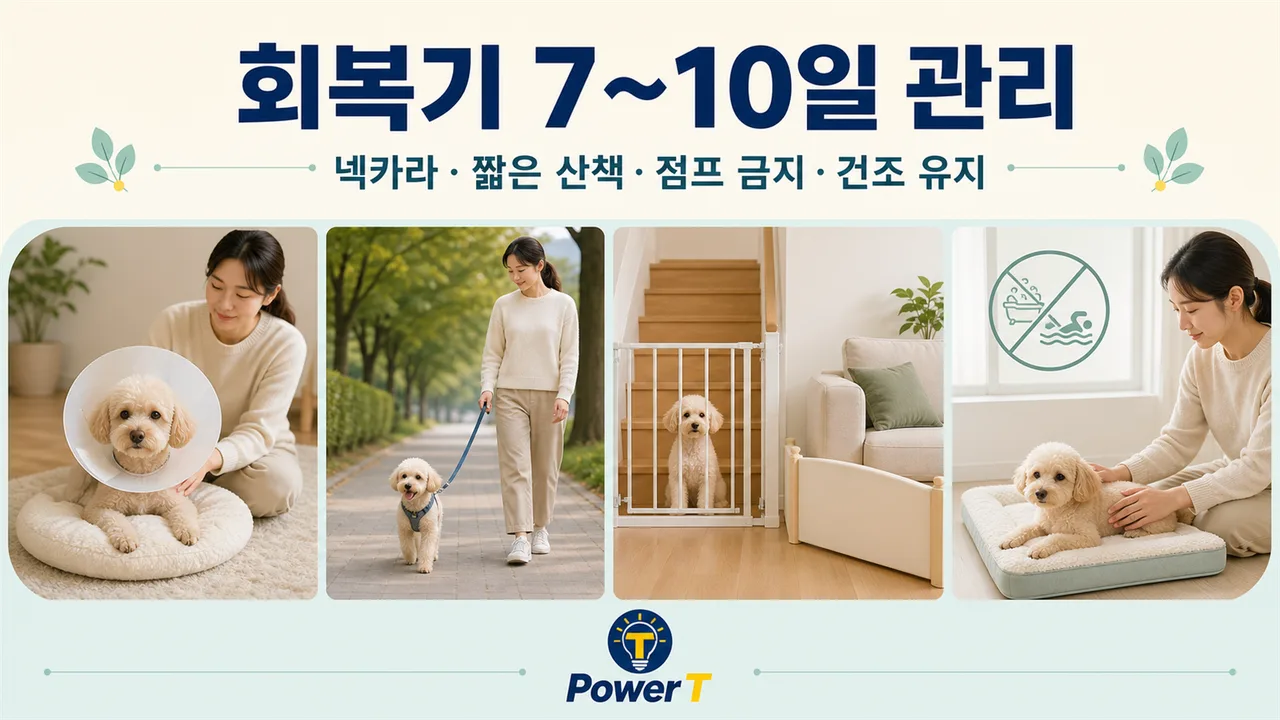 강아지 중성화 수술 후 7일 관리