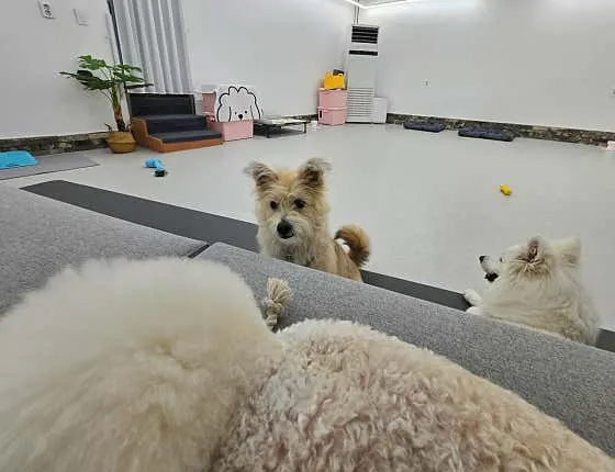 강아지 사회성 교육과 상호작용