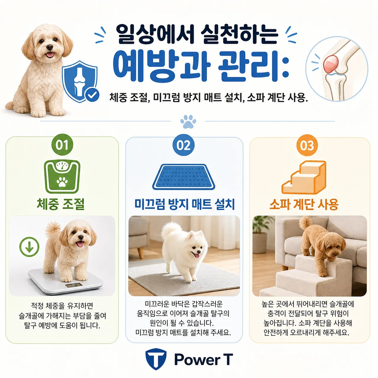 슬개골 탈구를 일상에서 예방과 관리법